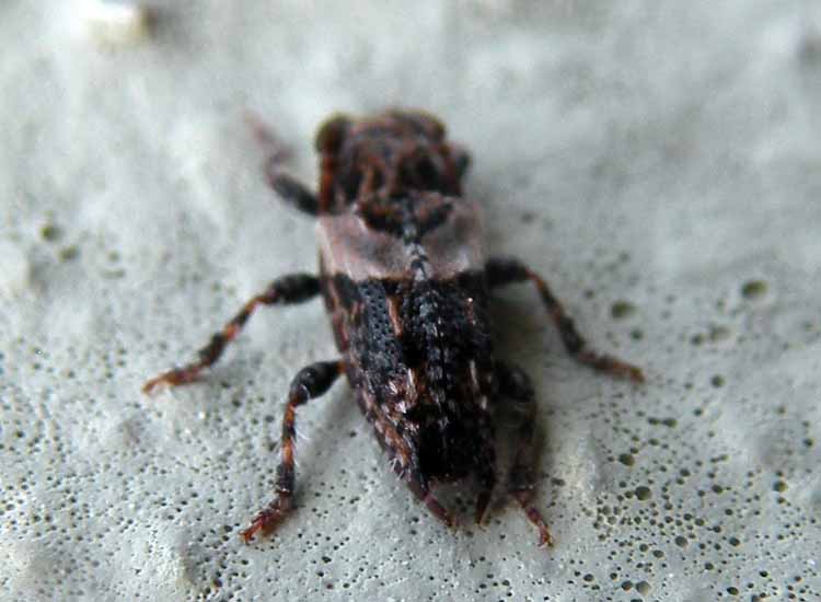 Coleottero? S. Pogonocherus hispidus (Cerambycidae)